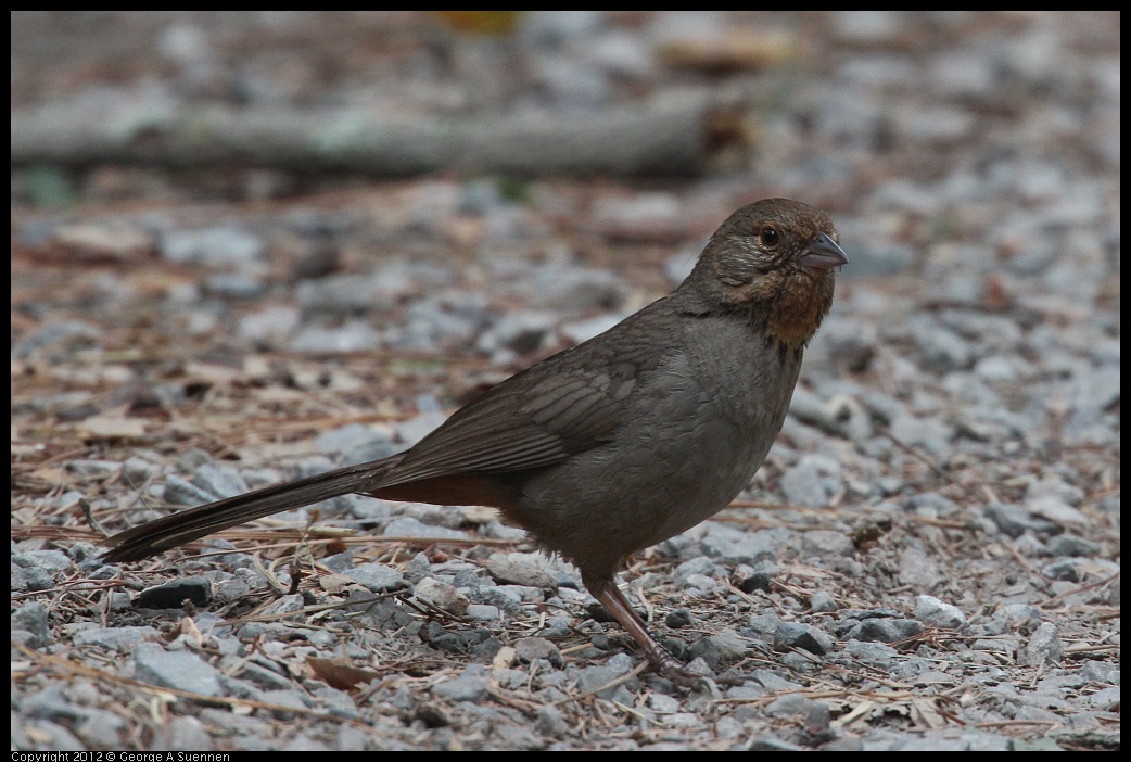 0725-084305-02.jpg - California Towhee