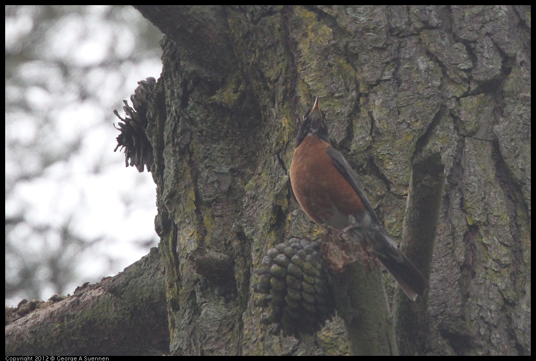 0725-084506-04.jpg - American Robin