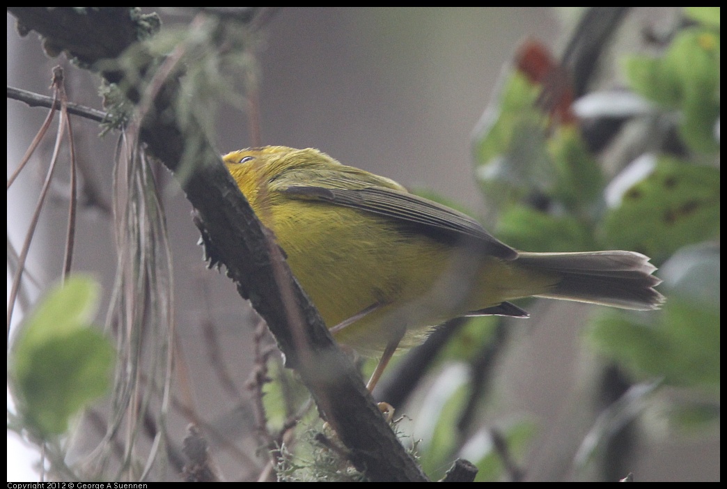 0725-085108-03.jpg - Wilson's Warbler