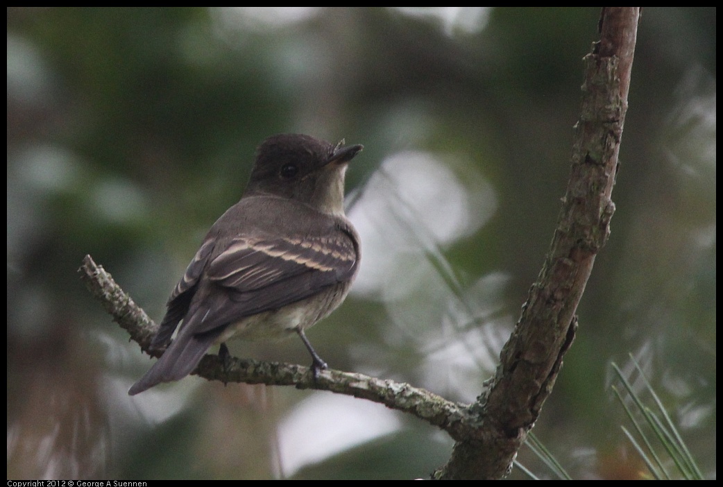 0725-085131-02.jpg - Olive-sided Flycatcher