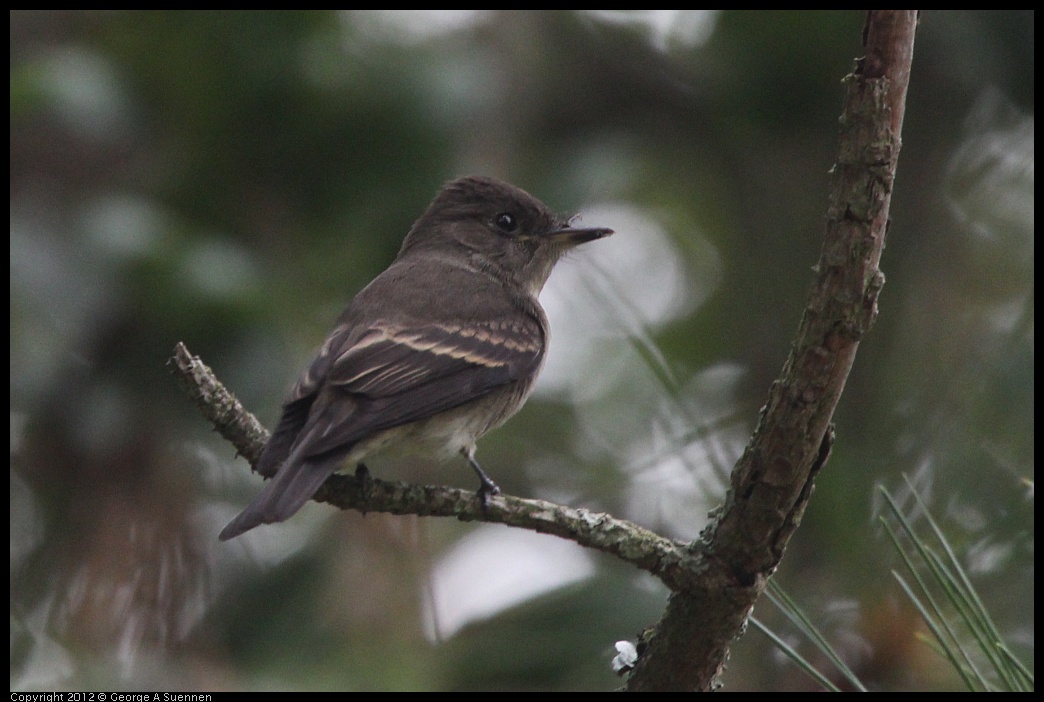 0725-085132-01.jpg - Olive-sided Flycatcher