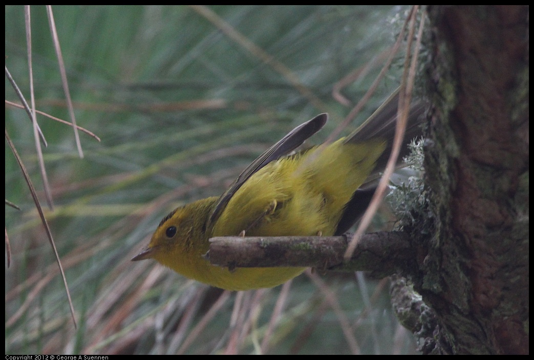 0725-085240-02.jpg - Wilson's Warbler