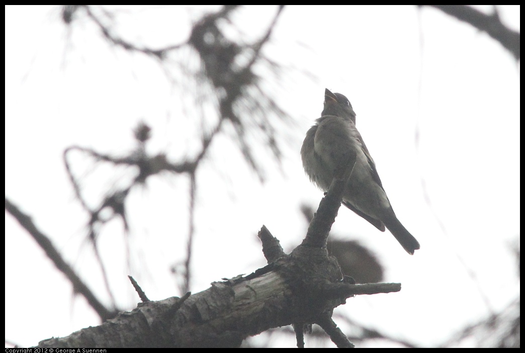 0725-085612-03.jpg - Olive-sided Flycatcher