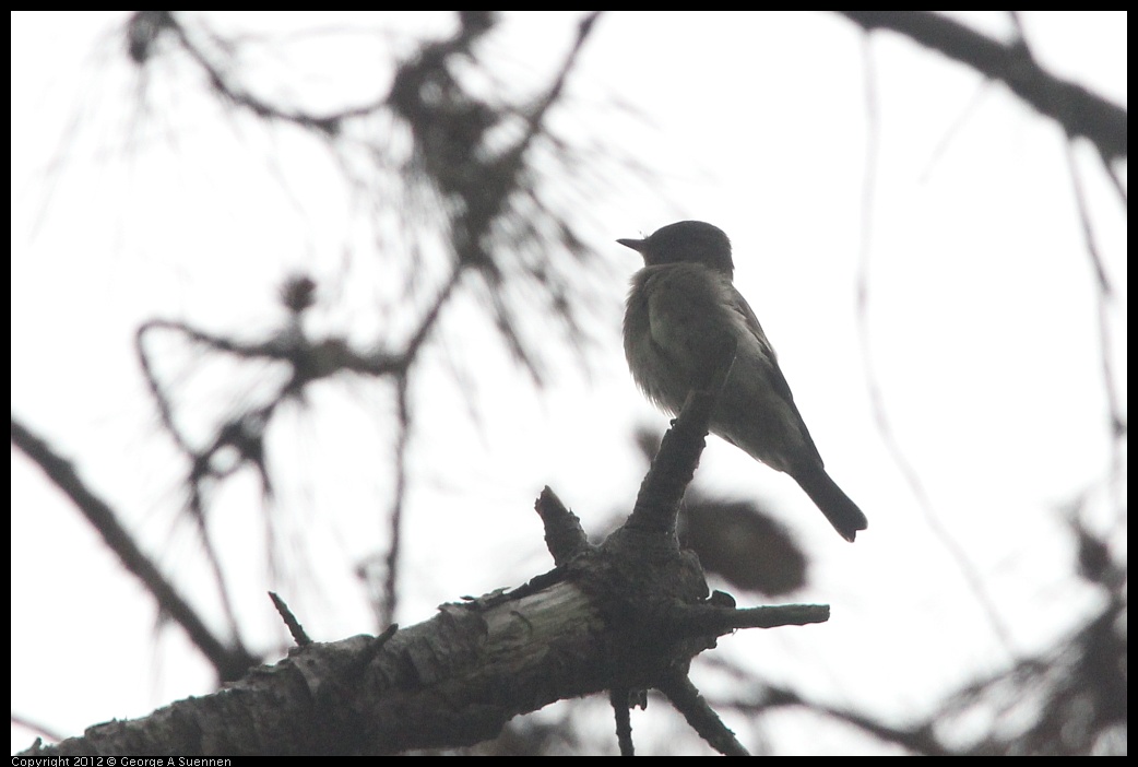 0725-085613-02.jpg - Olive-sided Flycatcher