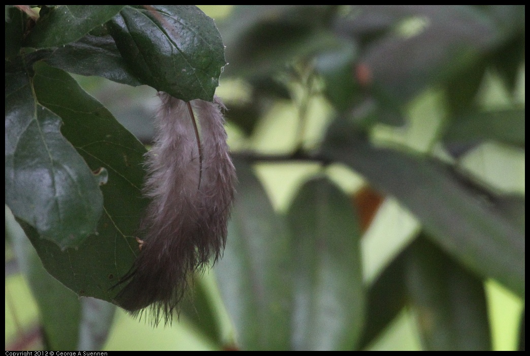 0725-090021-01.jpg - Feather in a tree