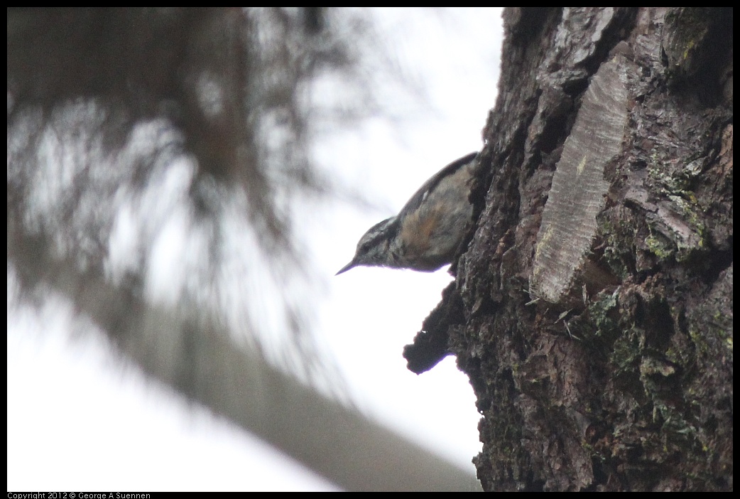 0725-090210-03.jpg - Red-breasted Nuthatch