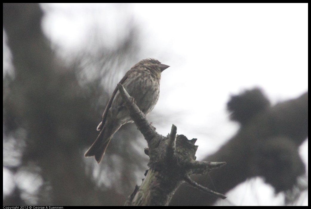 0725-090506-02.jpg - House Finch Female (?)