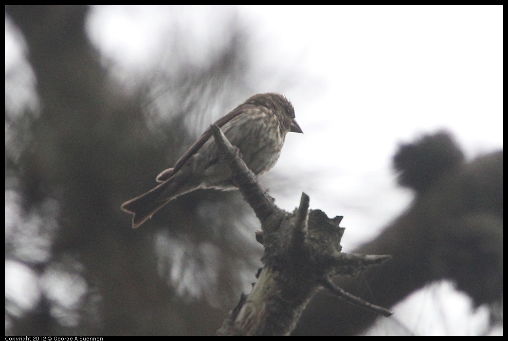 0725-090506-04.jpg - House Finch Female (?)