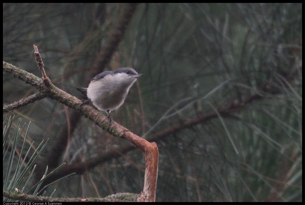 0725-090534-02.jpg - Pygmy Nuthatch