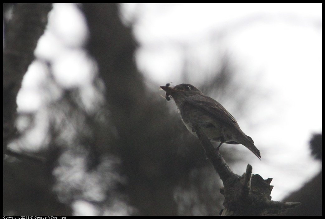 0725-090618-04.jpg - Olive-sided Flycatcher