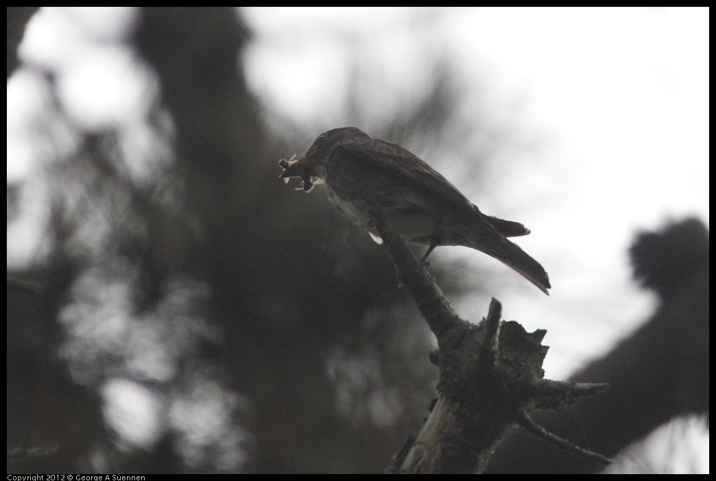 0725-090620-01.jpg - Olive-sided Flycatcher