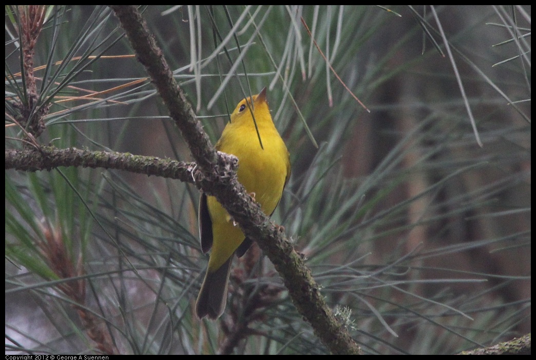 0725-090910-01.jpg - Wilson's Warbler