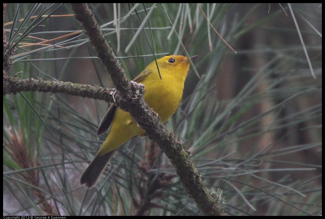 0725-090910-03.jpg - Wilson's Warbler