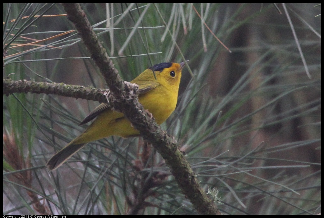 0725-090911-04.jpg - Wilson's Warbler