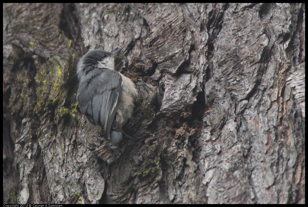 0725-090954-01.jpg - Pygmy Nuthatch