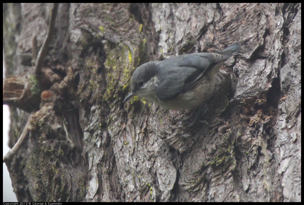 0725-090954-04.jpg - Pygmy Nuthatch