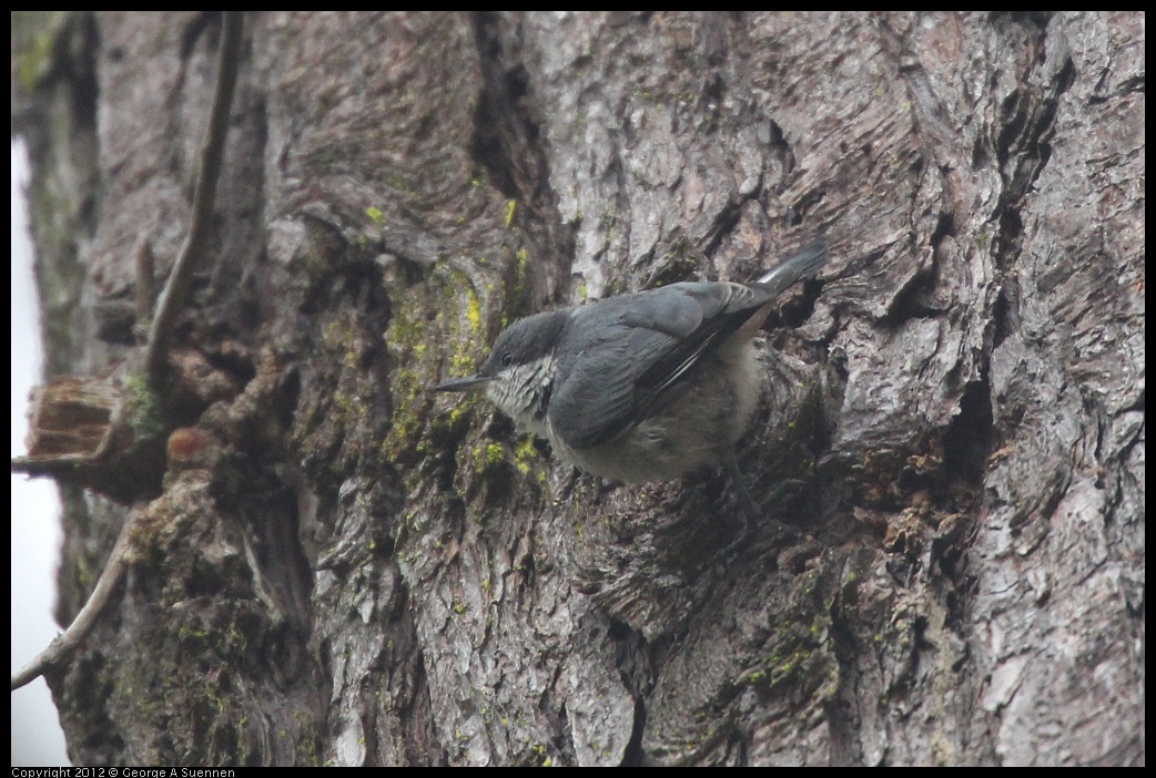 0725-090957-01.jpg - Pygmy Nuthatch