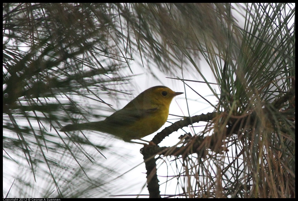 0725-091115-01.jpg - Wilson's Warbler