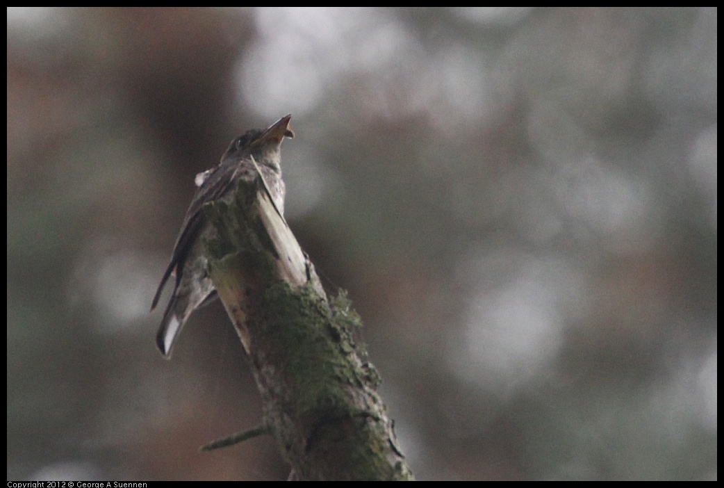 0725-091256-03.jpg - Olive-sided Flycatcher