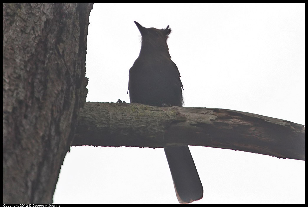 0725-091542-01.jpg - Stellar Jay