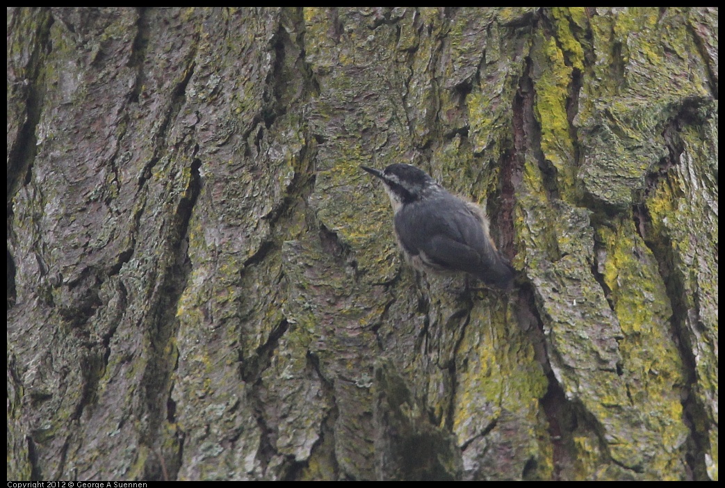 0725-091906-02.jpg - Red-breasted Nuthatch