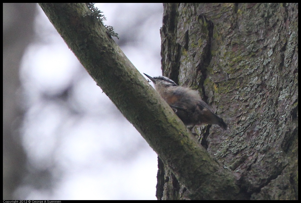 0725-091909-03.jpg - Red-breasted Nuthatch