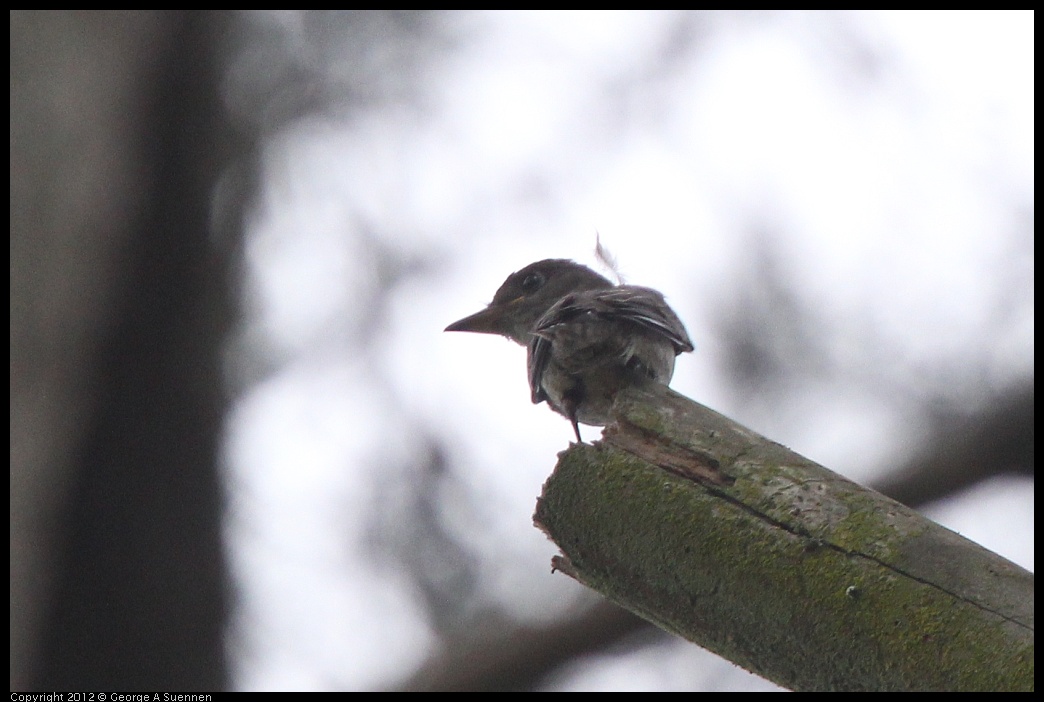 0725-091941-03.jpg - Olive-sided Flycatcher