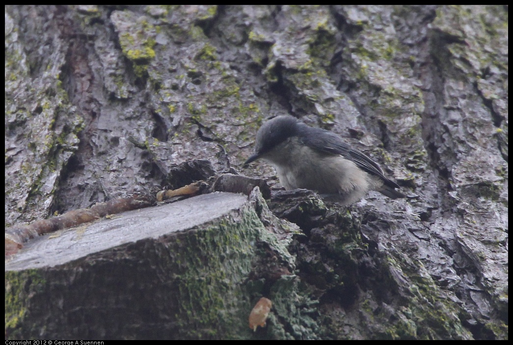 0725-092326-01.jpg - Pygmy Nuthatch