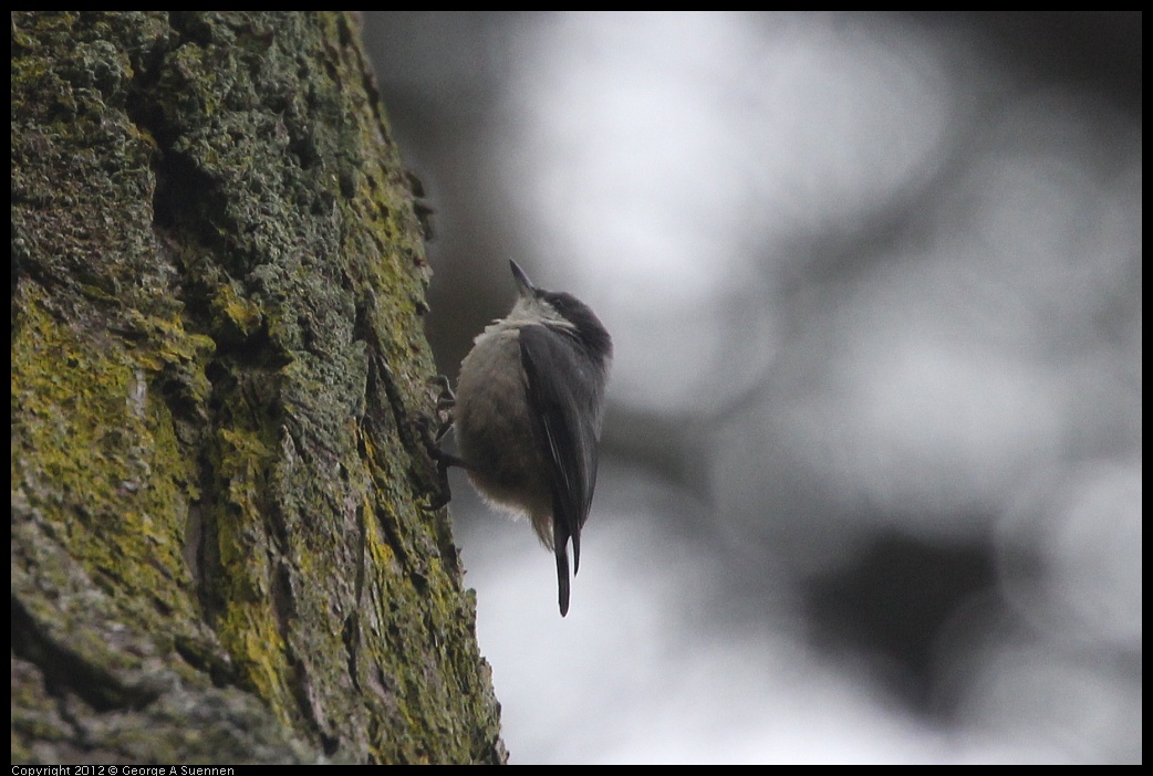 0725-092335-04.jpg - Pygmy Nuthatch