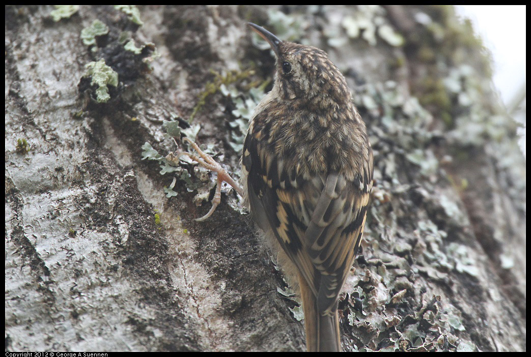 0725-092808-02.jpg - Brown Creeper