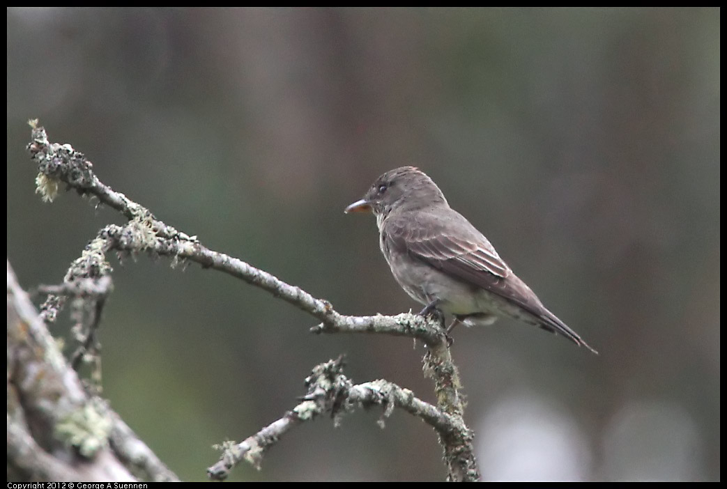 0725-092924-01.jpg - Olive-sided Flycatcher