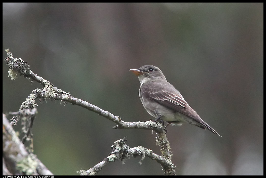 0725-092926-02.jpg - Olive-sided Flycatcher