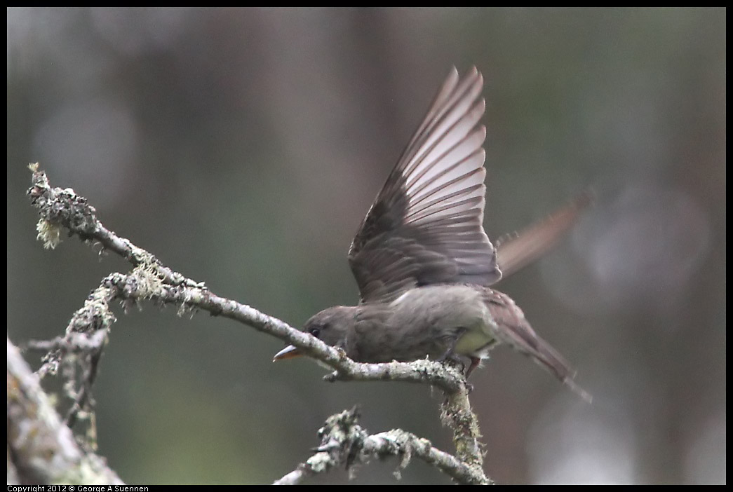 0725-092931-02.jpg - Olive-sided Flycatcher