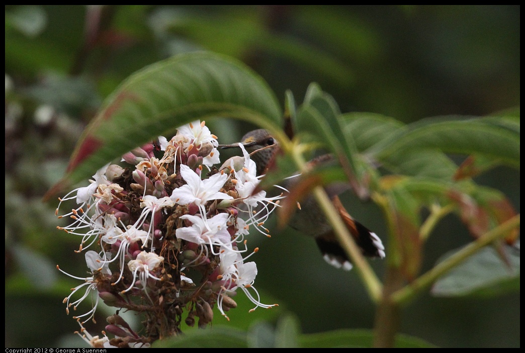 0725-093133-01.jpg - Allen's Hummingbird