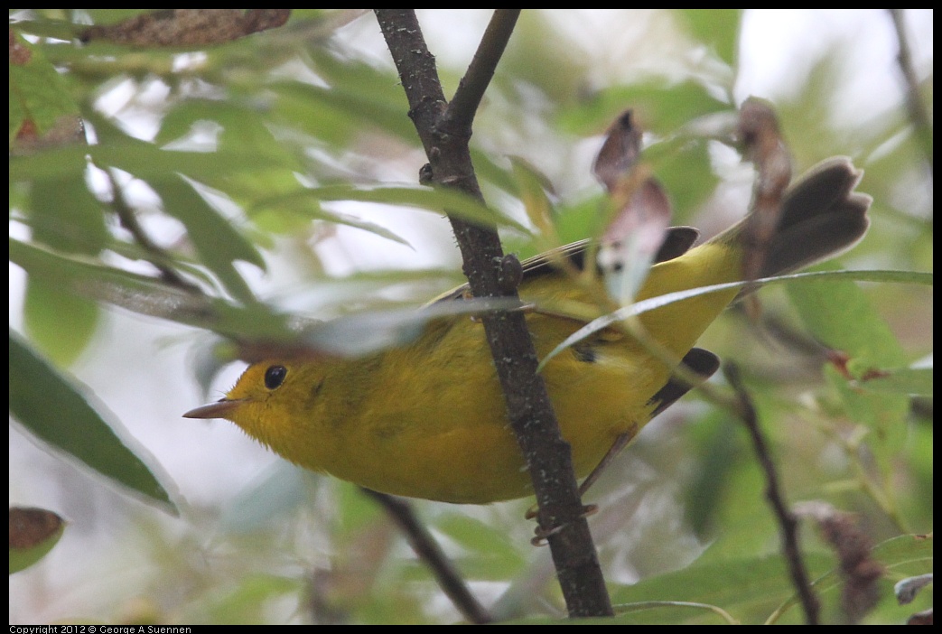 0725-093217-01.jpg - Wilson's Warbler