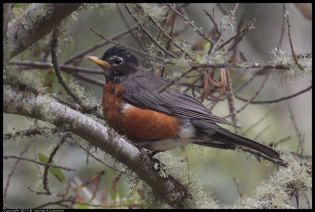 0725-093238-01.jpg - American Robin