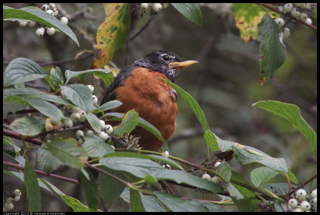 0725-093412-02.jpg - American Robin