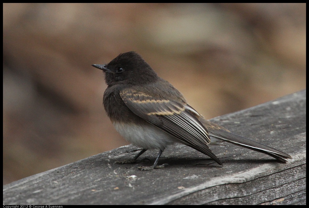 0725-093943-02.jpg - Black Phoebe