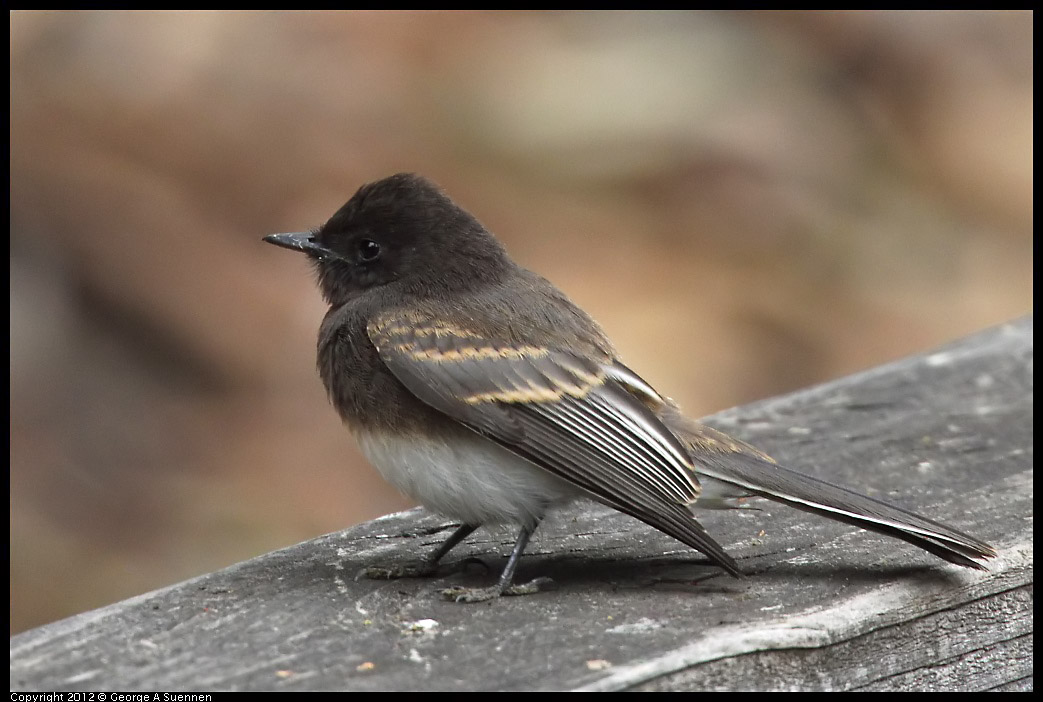 0725-093944-03.jpg - Black Phoebe