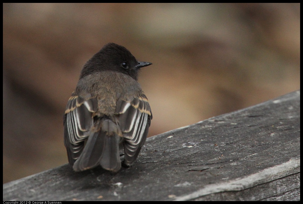 0725-093946-03.jpg - Black Phoebe