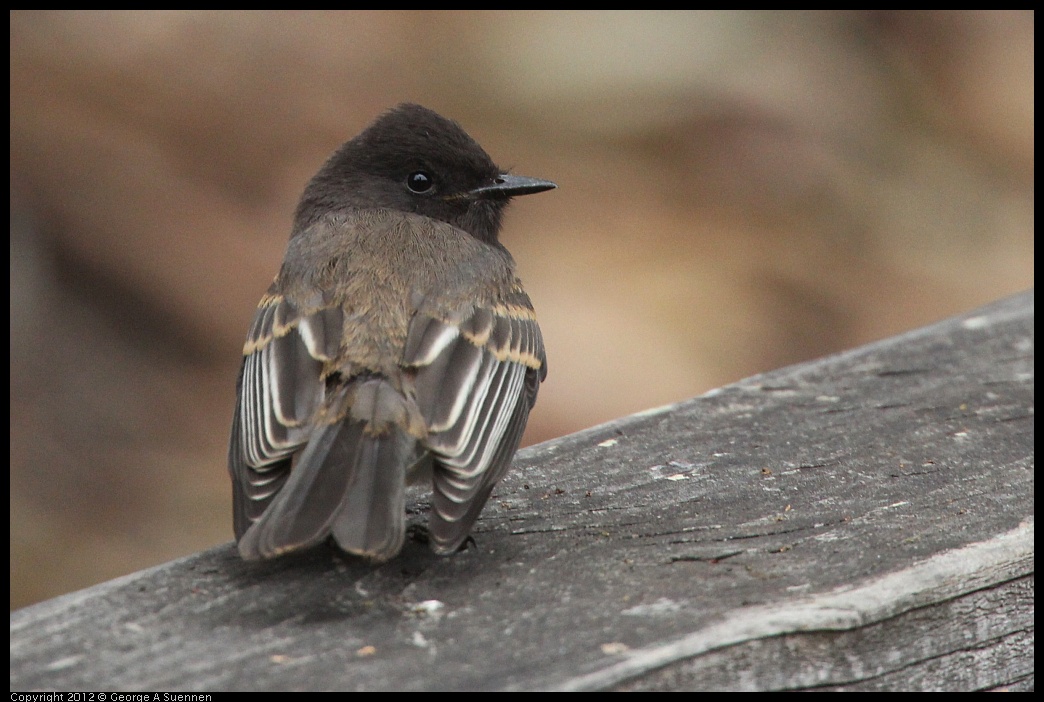 0725-093948-01.jpg - Black Phoebe