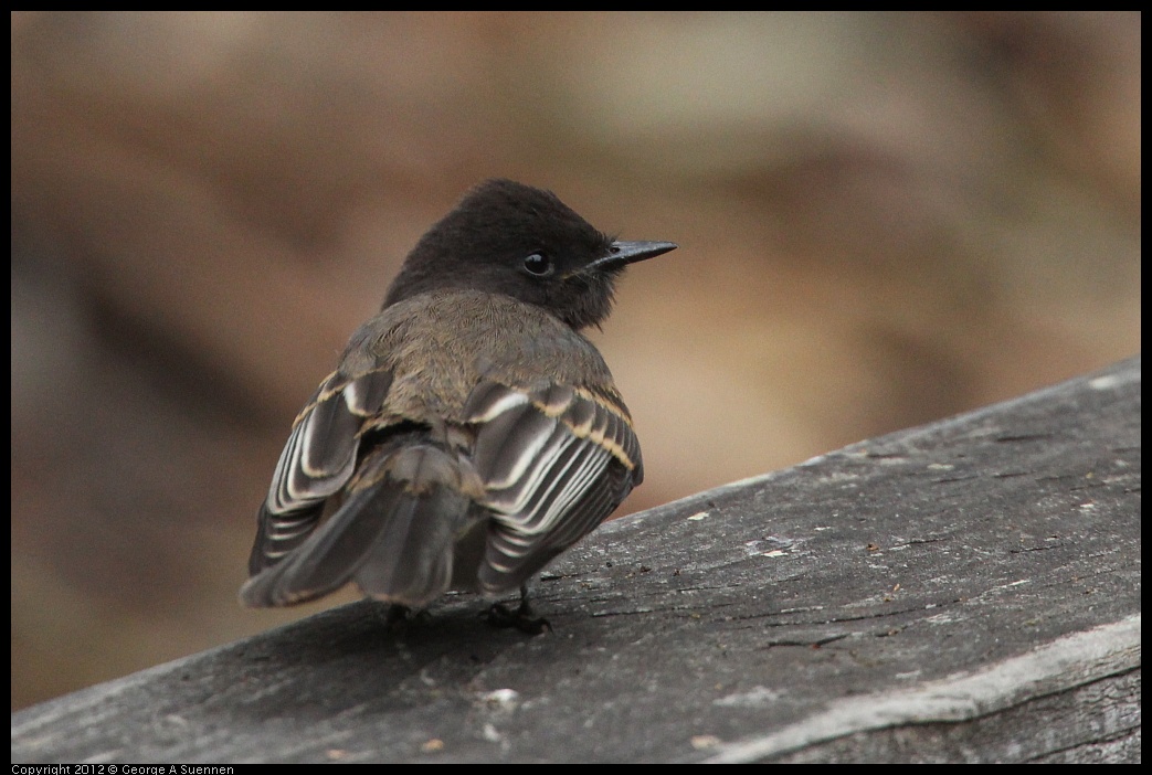 0725-093948-04.jpg - Black Phoebe