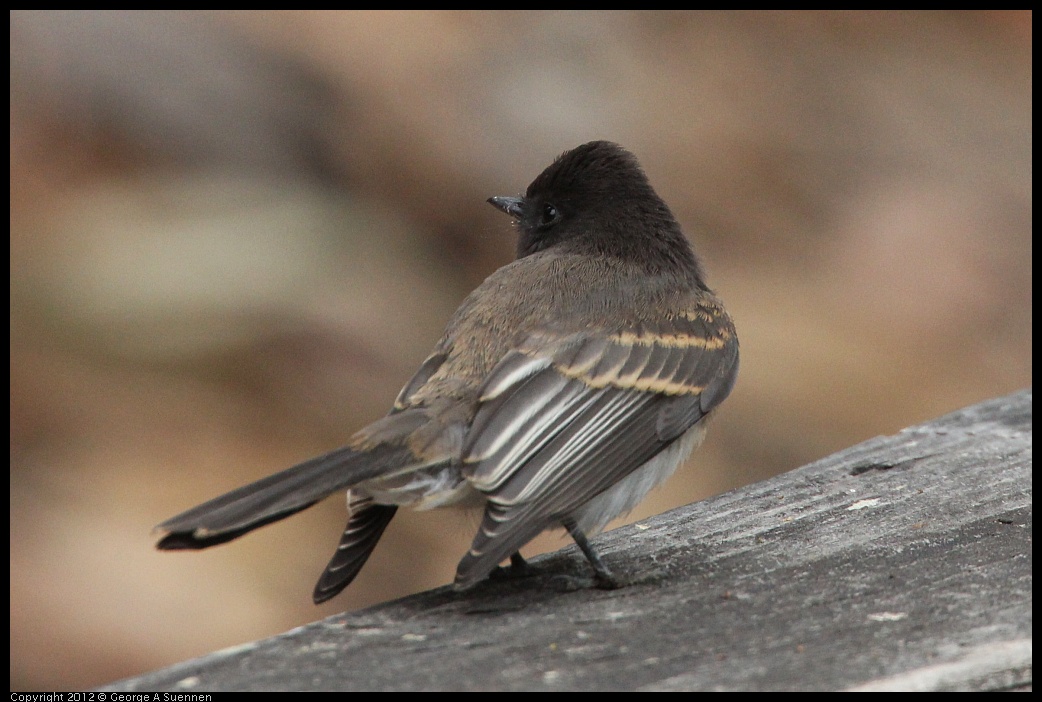 0725-093952-01.jpg - Black Phoebe