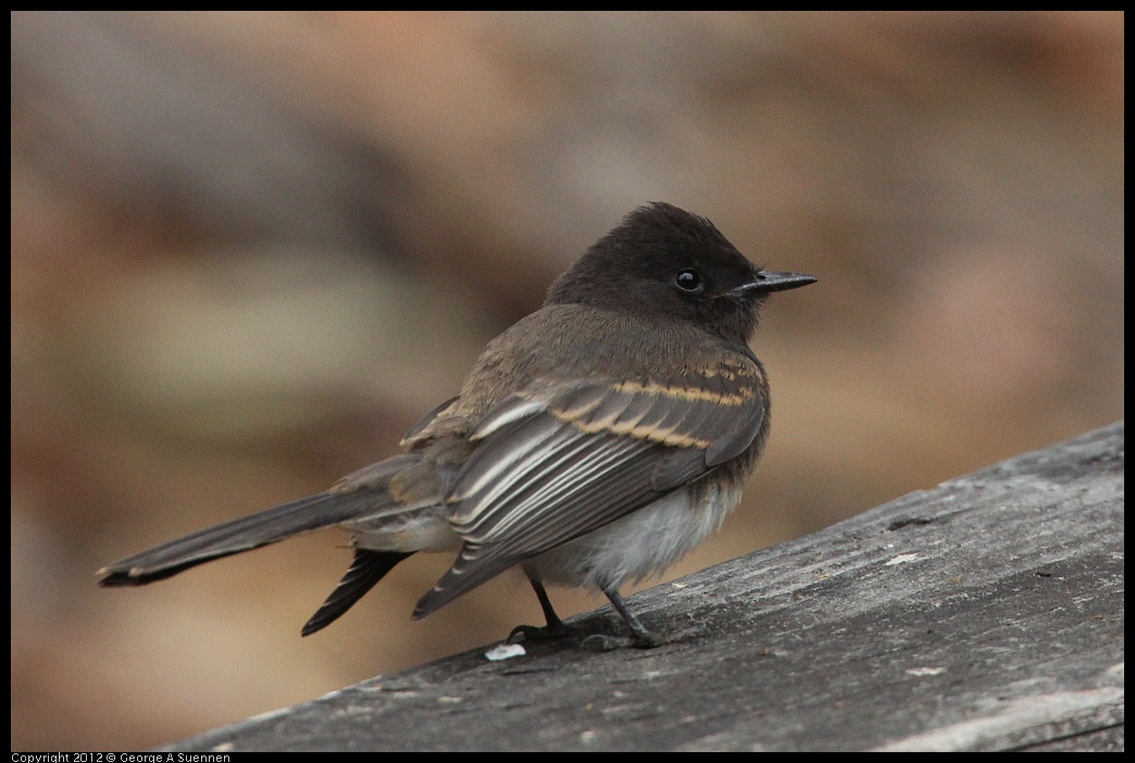 0725-093956-01.jpg - Black Phoebe