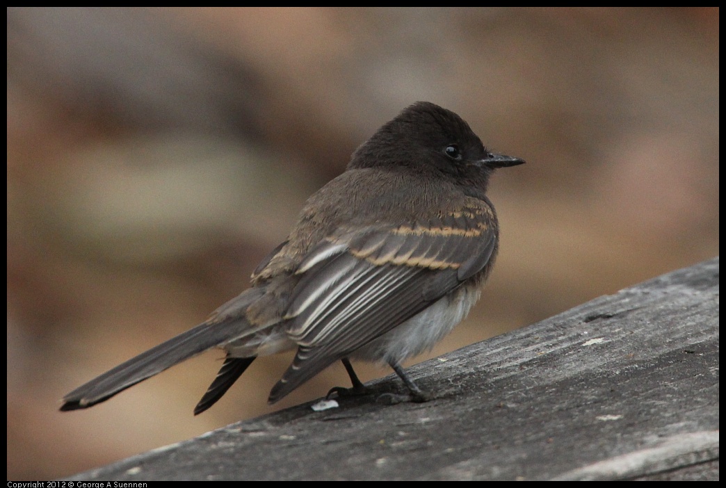 0725-093957-03.jpg - Black Phoebe