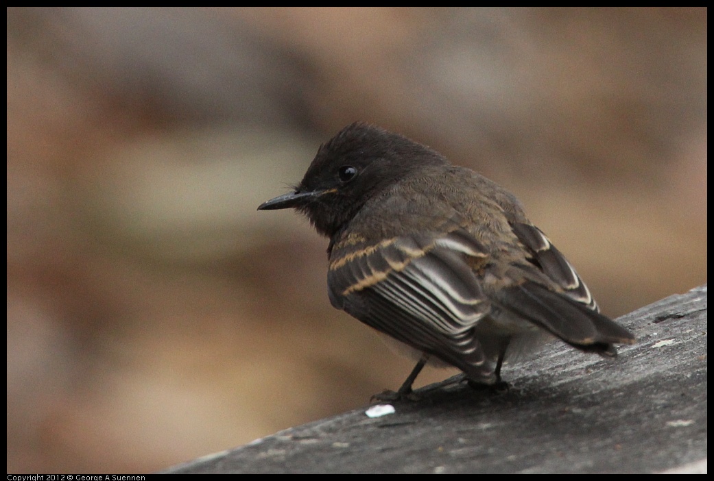 0725-094000-03.jpg - Black Phoebe