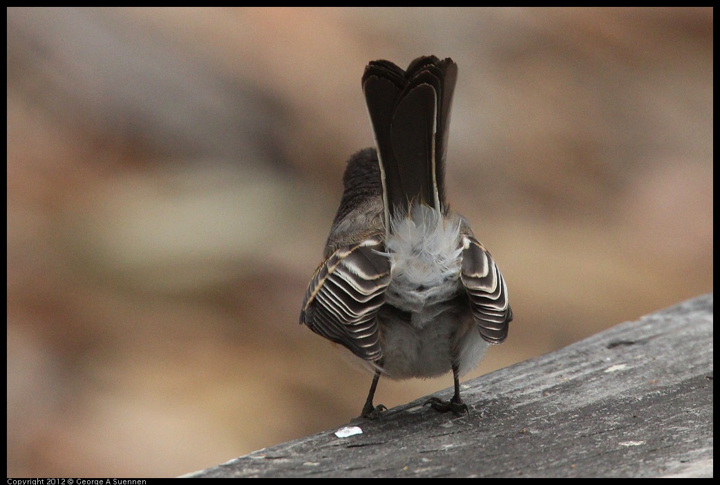 0725-094000-05.jpg - Black Phoebe