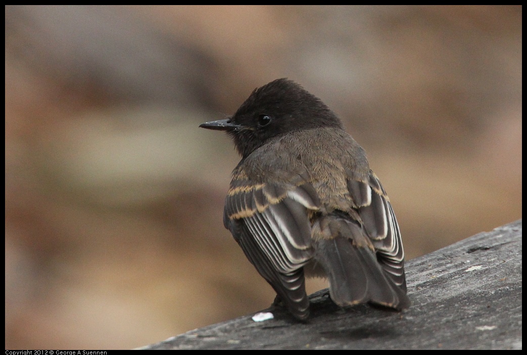 0725-094004-03.jpg - Black Phoebe