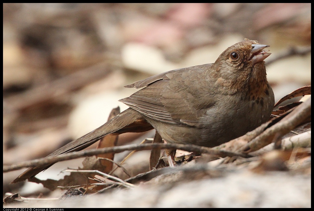 0725-095058-01.jpg - California Towhee