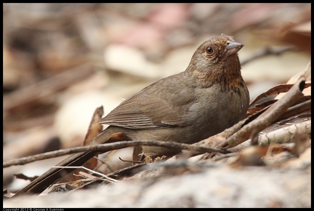 0725-095101-02.jpg - California Towhee